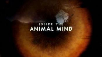   (1-3   3) / BBC. Inside The Animal Mind DUB