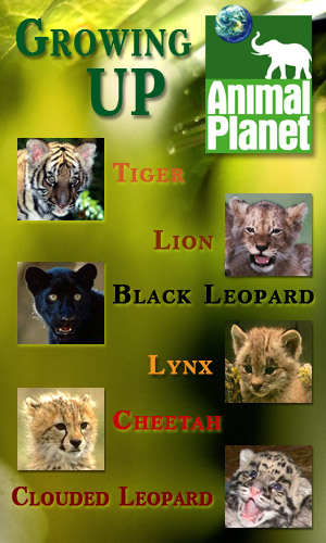 Animal Planet:  .... (6   ?) / Growing Up...