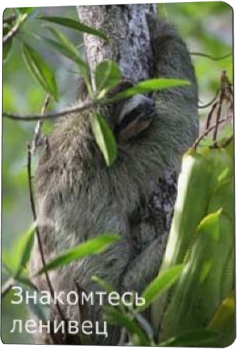 BBC: ,  / BBC: Meet the Sloths DVO