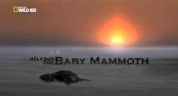 National Geographic: :    / National Geographic: Waking the Baby Mammoth VO