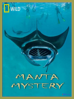    / Manta Mystery VO