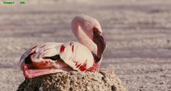  :   / The Crimson Wing: Mystery of the Flamingos VO
