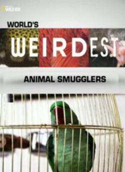     :   / World's Weirdest: Animal Smugglers VO