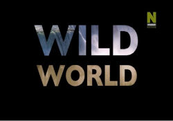    (1 : 1-7   7) / Wild World VO