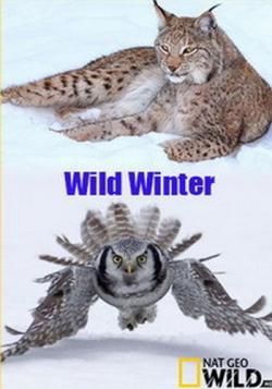   / Wild Winter DUB