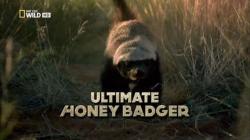    / NAT GEO WILD. Ultimate Honey Badger VO