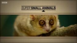   / BBC. Super Small Animals VO