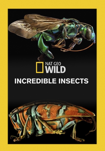   / Incredible Insects VO