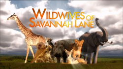     -1 / Wild wives of Savannah Lane-1 VO