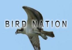   / Bird Nation VO