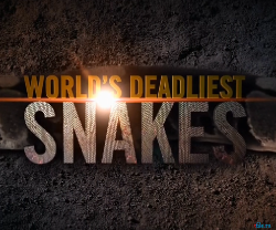      / National Geographic: World's deadliest snakes VO