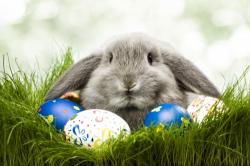    -  / Easter Wallpapers