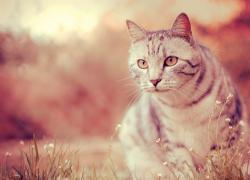     -  / Cats Wallpapers ( 5)