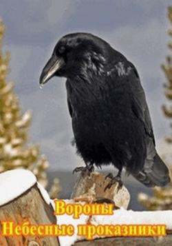 :   / Ravens: Rascals of the skies VO