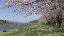  ,     / Cherry Blossoms Romance