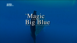   .   / The Magic Of The Big Blue. Seven Continents (7   7) DUB