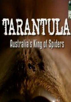 Animal Planet: -    / Animal Planet: Tarantula- Australia's King of Spiders VO