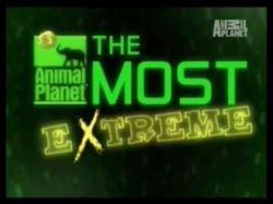 -   (1-39   39) / Animal Planet. The Most Extreme VO