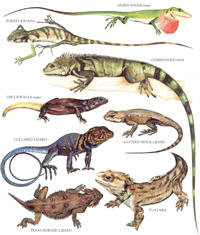  Longman's Illustrated Animal Encyclopedia