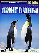 BBC:  / Penguins of The Antarctic