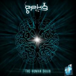 Geko-The human brain
