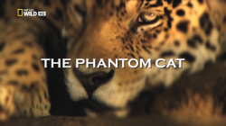 Nat Geo Wild:   / Nat Geo Wild: The Phantom Cat DUB
