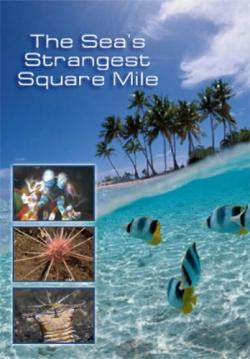 Nat Geo Wild:      / Nat Geo Wild: The Sea's Strangest Square Mile DUB