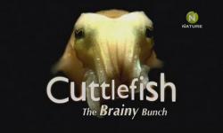   / Cuttlefish the Brainy Bunch VO