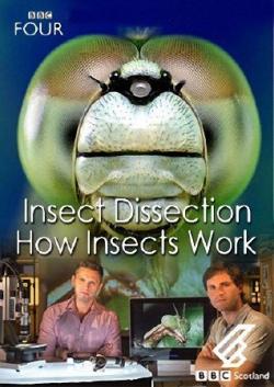 .    / BBC. Insect Dissection: How Insects Work VO
