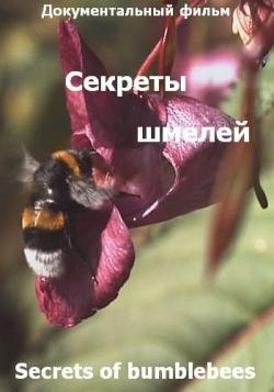   / Animal Family. Secrets of bumblebees VO