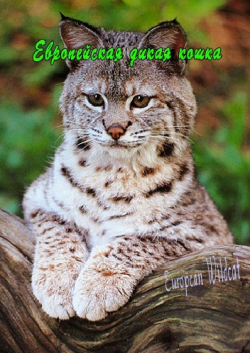   E :    / The Secret Life Of European Mammals: European Wildcat VO