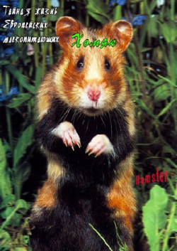    :  / The Secret Life Of European Mammals:Hamster VO