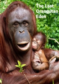    / The Last Orangutan Eden VO
