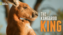   / NAT GEO WILD. The Kangaroo King DUB
