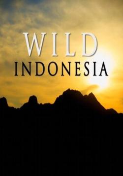    (1-3   3) / NAT GEO WILD. Wild Indonesia DUB