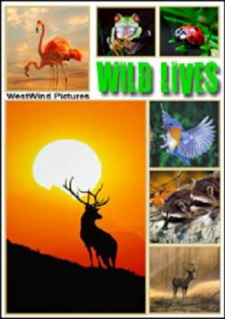    (1-10   10) / Wild Lives VO