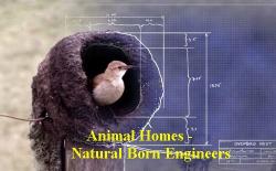   -   (1-3   3) / Animal Homes - Natural Born Engineers VO