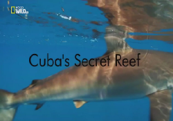    / Cuba's Secret Reef DUB
