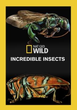   / NAT GEO WILD. Incredible Insects VO