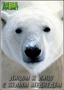      / Animal Planet. Face to face with a polar bear VO