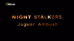  .    / NAT GEO WILD. Night Stalkers. Jaguar Ambush VO