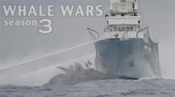   (3 , 1-13   13) / Animal Planet. Whale Wars VO