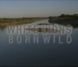    (1-2   2) / Viasat Nature. White Lions - Born Wild VO