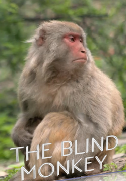   / The Blind Monkey VO