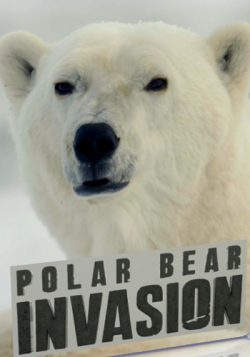    / Polar bear invasion VO