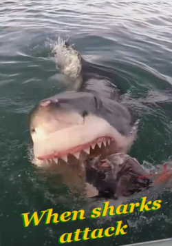    (1-2   2) / NAT GEO WILD. When sharks attack VO