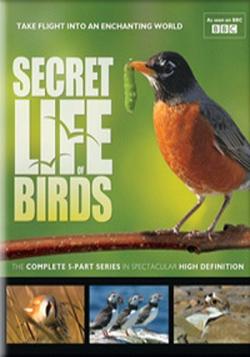    (1-5   5) / Secret Life of Birds DUB
