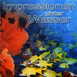   -   / Impressionen unter Wasser DVO+SUB