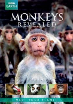     (1-3   3) / BBC. Monkeys Revealed VO
