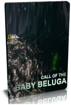    / NAT GEO WILD. Call of the Baby Beluga VO